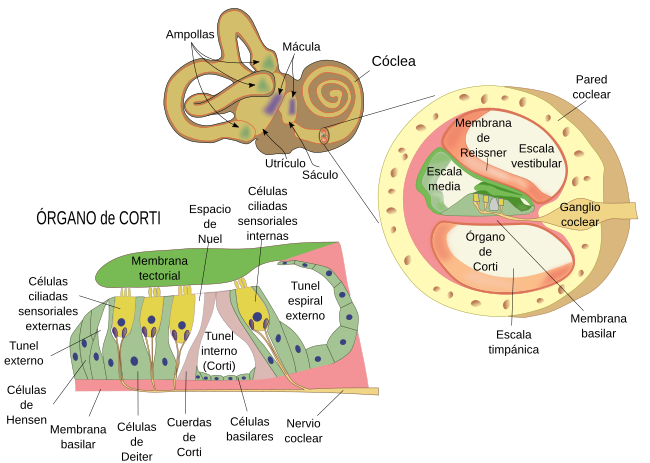 Fisioterapia de la Serna. El órgano de Corti | Fisioterapia de la Serna